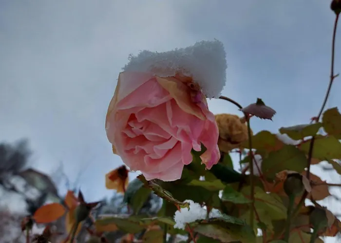 아파트 Harmonie & Balance 레오강